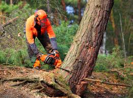 Best Tree Risk Assessment  in Vero Lake Estates, FL