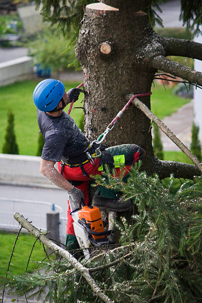 Vero Lake Estates, FL Tree Services Company