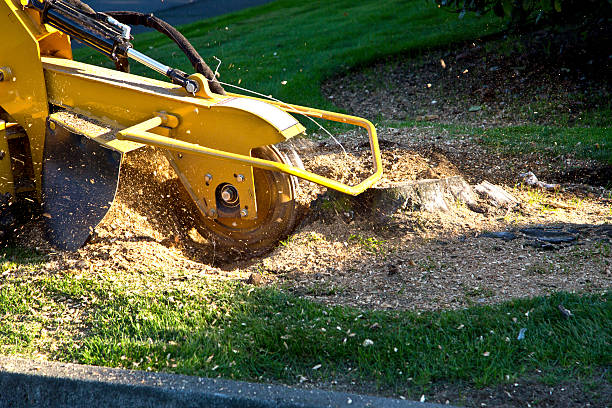 How Our Tree Care Process Works  in Vero Lake Estates, FL