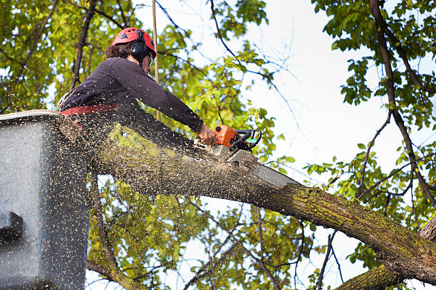 Best Tree Health Inspection  in Vero Lake Estates, FL