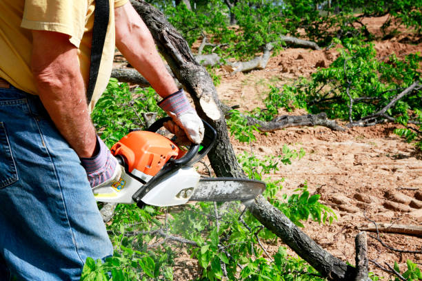 Best Arborist Consultation Services  in Vero Lake Estates, FL